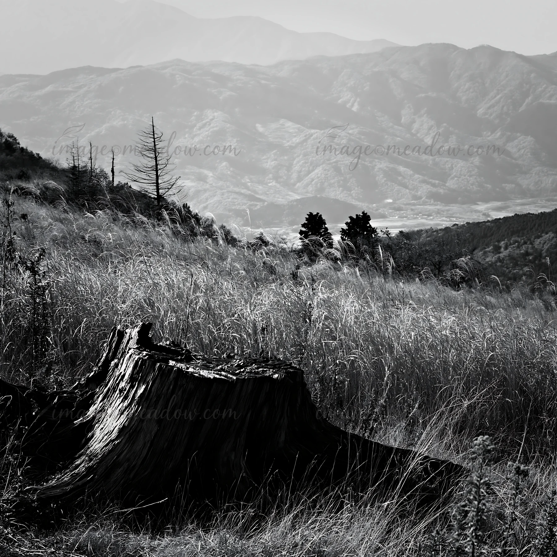 A weathered tree stump sits in an autumn meadow in Wakayama. Tall grasses surround it, capturing the essence of the season. The mountains fade into the distance