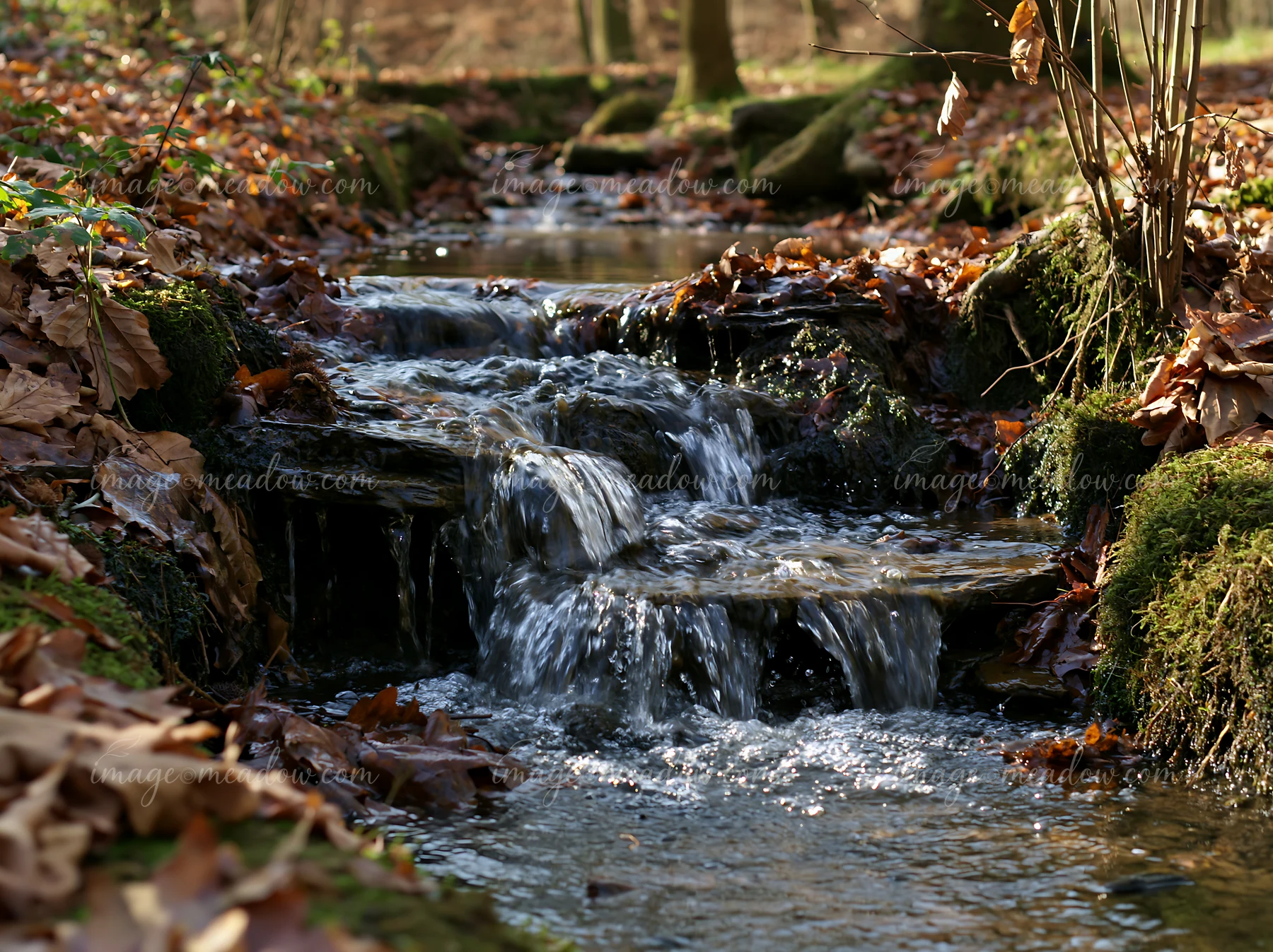 Water flows over rocks creating a small waterfall in a brook surrounded by fallen leaves and trees.