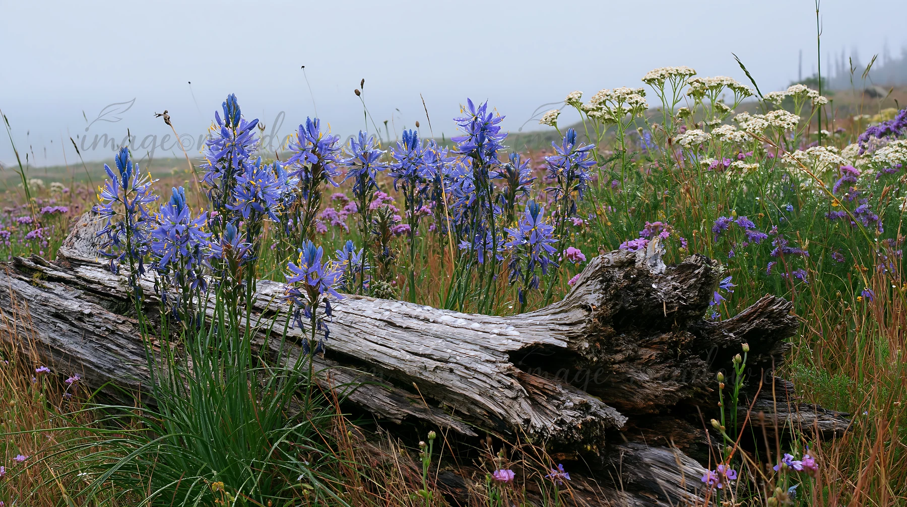 A weathered log rests on the ground in a meadow filled with various wildflowers. Blue and purple blooms stand out among green grass and other white flowers. The