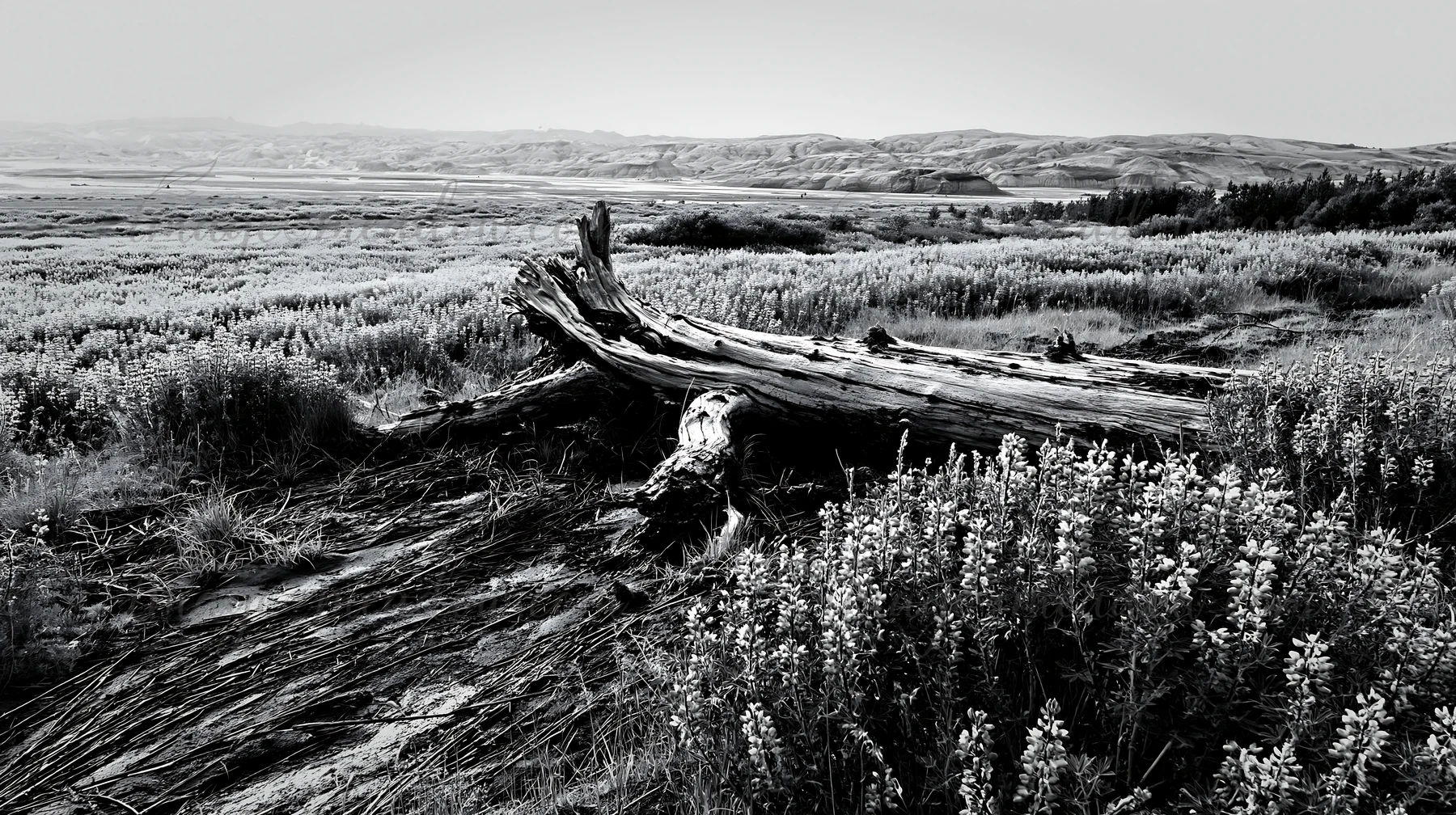 A weathered log lies in a meadow filled with flowers under a gray sky. Hills stretch into the distance, creating a natural landscape. The scene captures a mixtu