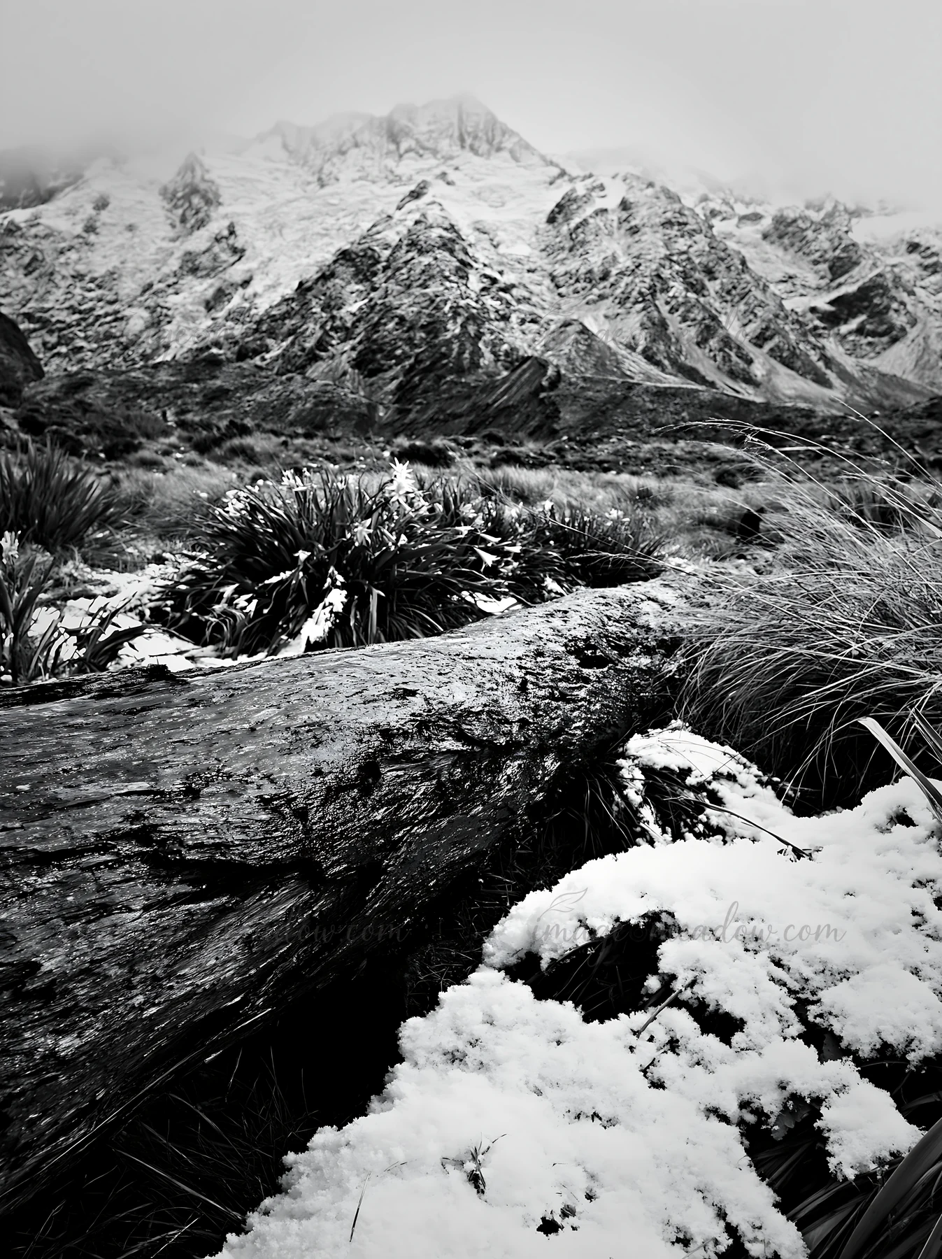 A weathered log lies in a snowy meadow surrounded by grassy plants. In the background, high mountains with snow caps are visible under a cloudy sky. This scene