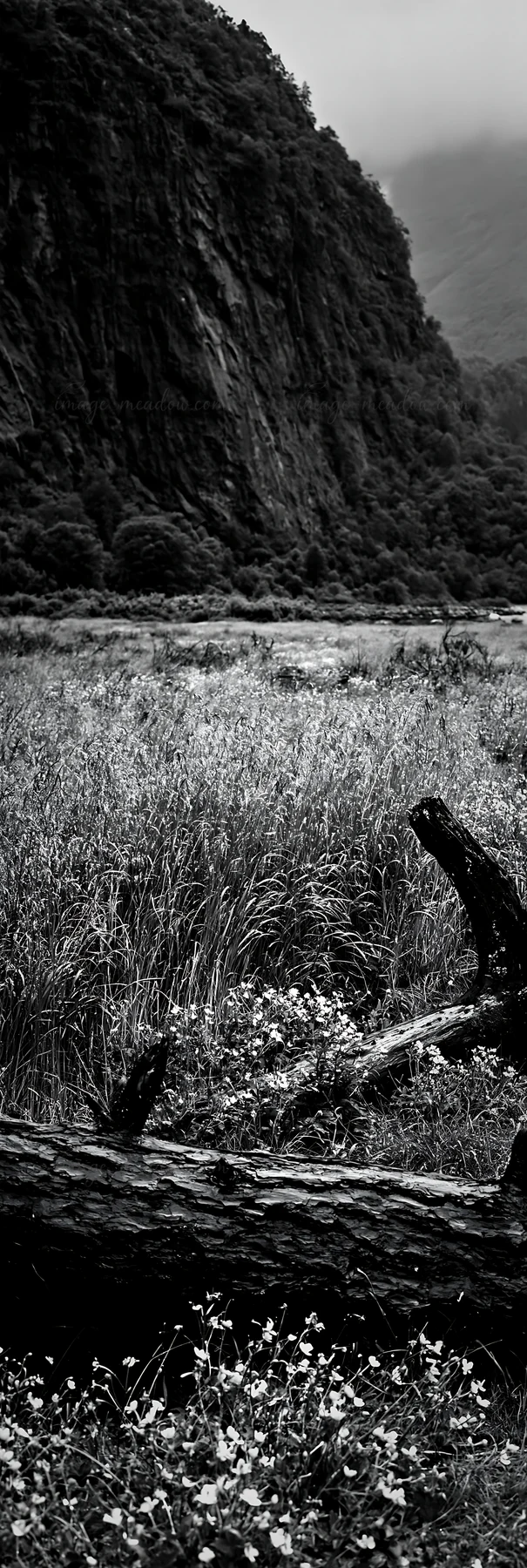 A weathered log rests in a grassy meadow, with a rocky cliff and greenery in the background. The scene shows a natural landscape, capturing the essence of the o