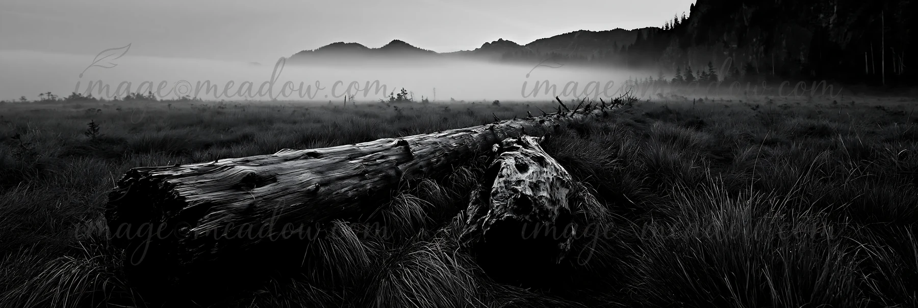 A weathered log lies in a meadow surrounded by tall grasses and distant hills. The scene is enveloped in fog, creating a moody atmosphere during early morning l