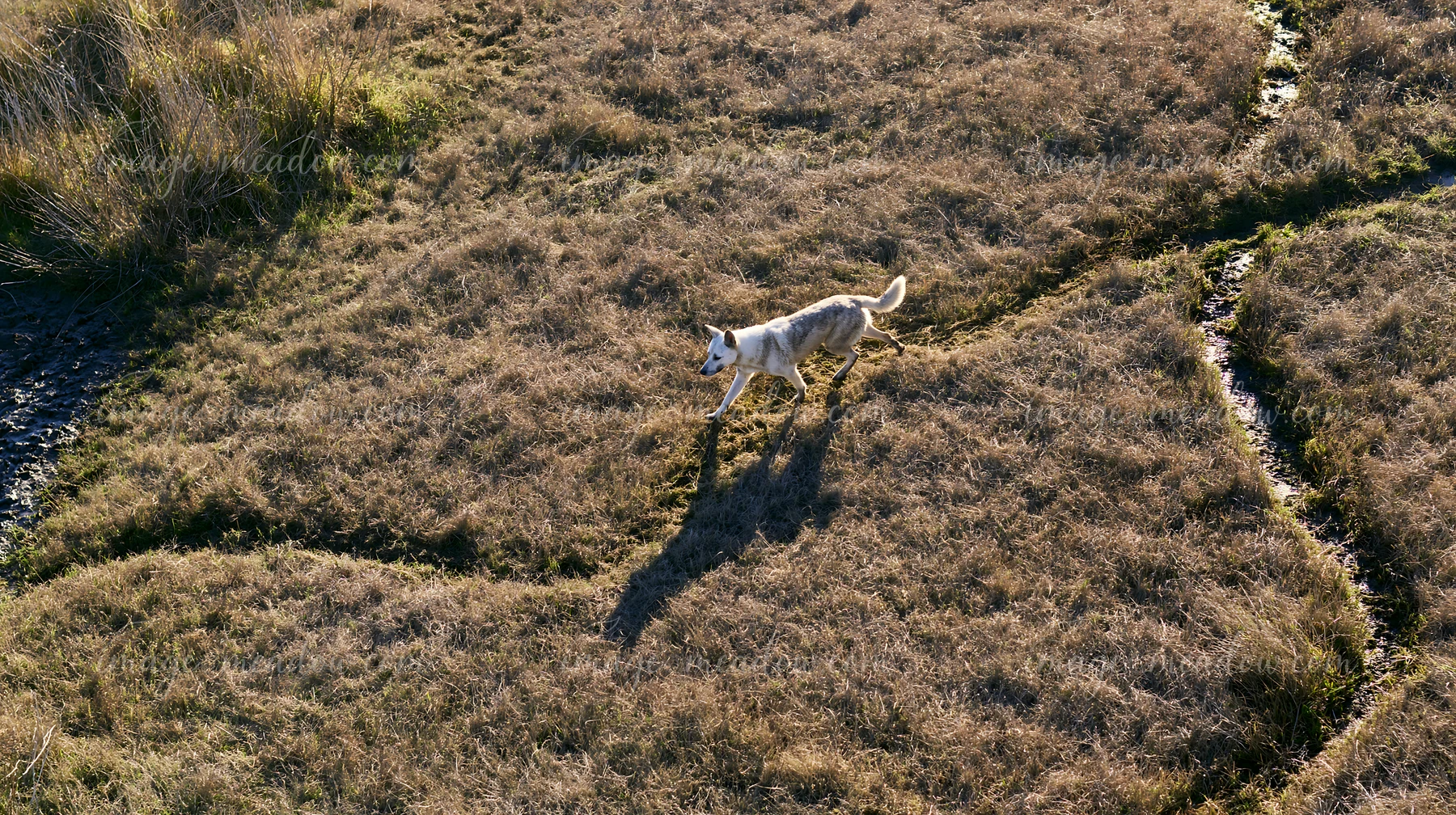 White dog walking across dry grassland from an overhead view, casting a long shadow.