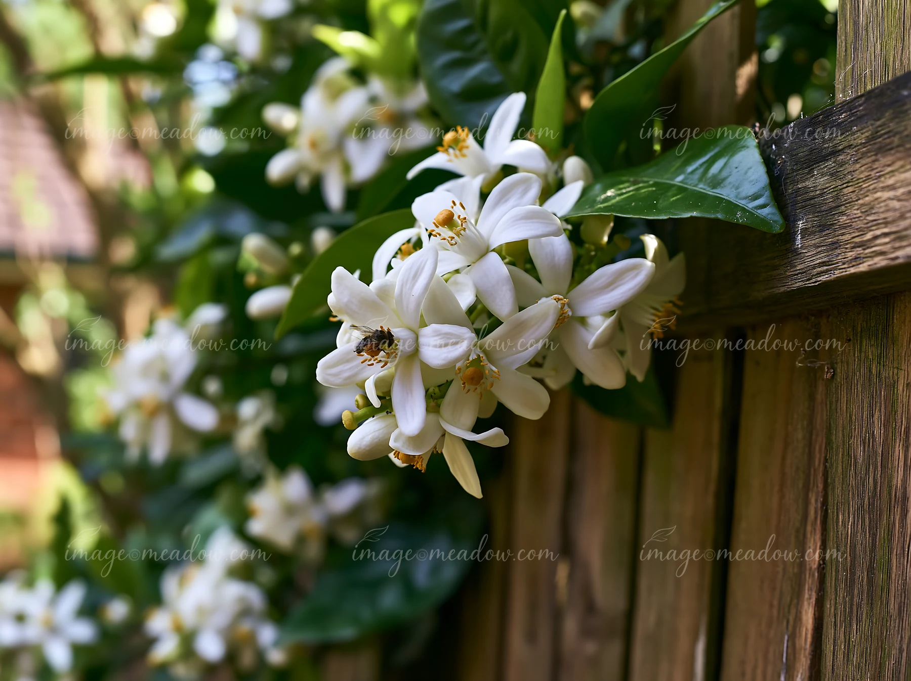 White flowers bloom on an orange tree, growing against a wooden fence in a garden.