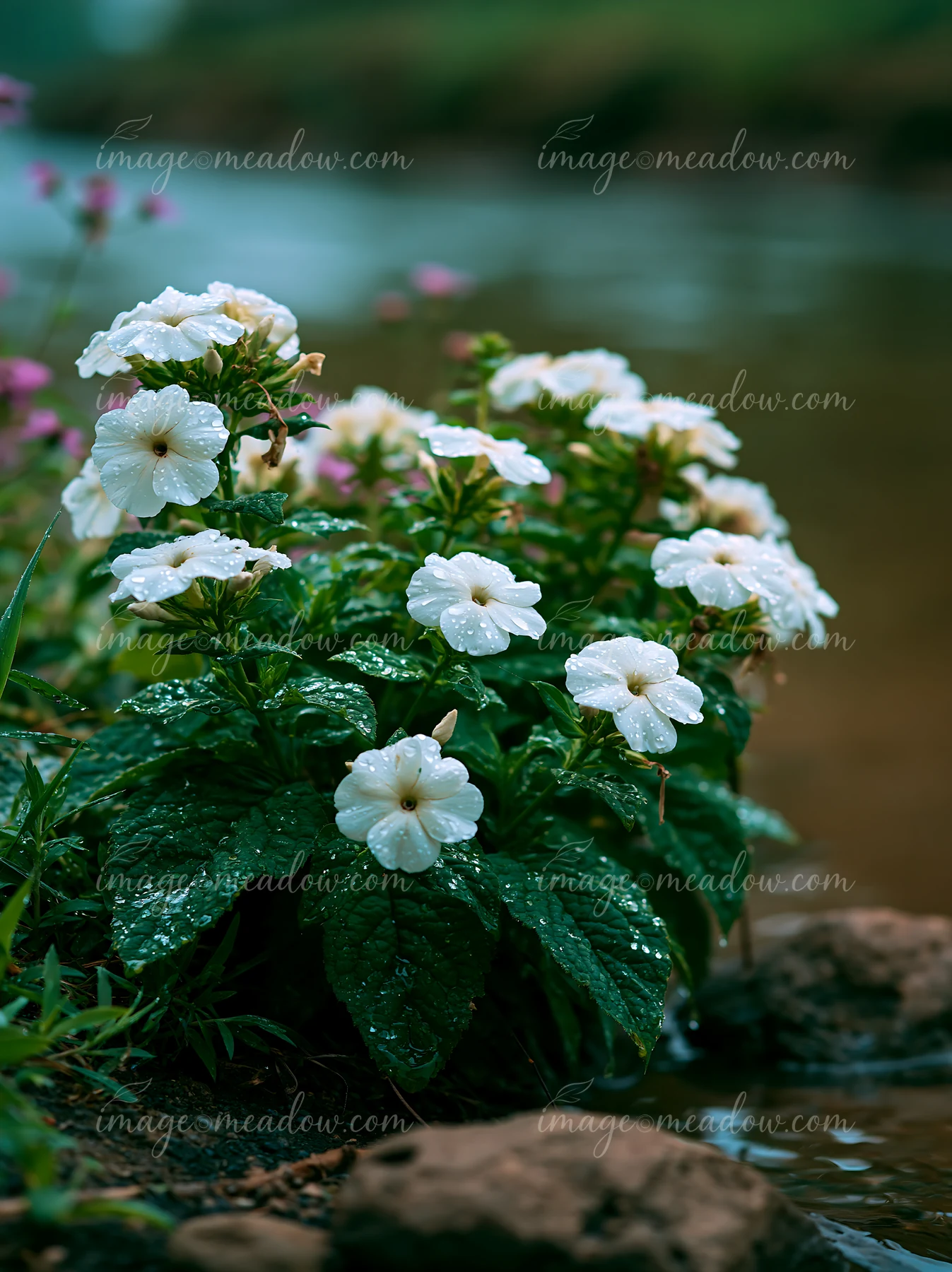 White flowers grow on an island with green leaves just after rain.