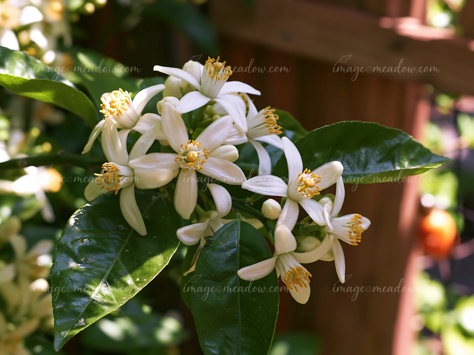 White flowers on an orange tree branch are in bloom, surrounded by bright green leaves.