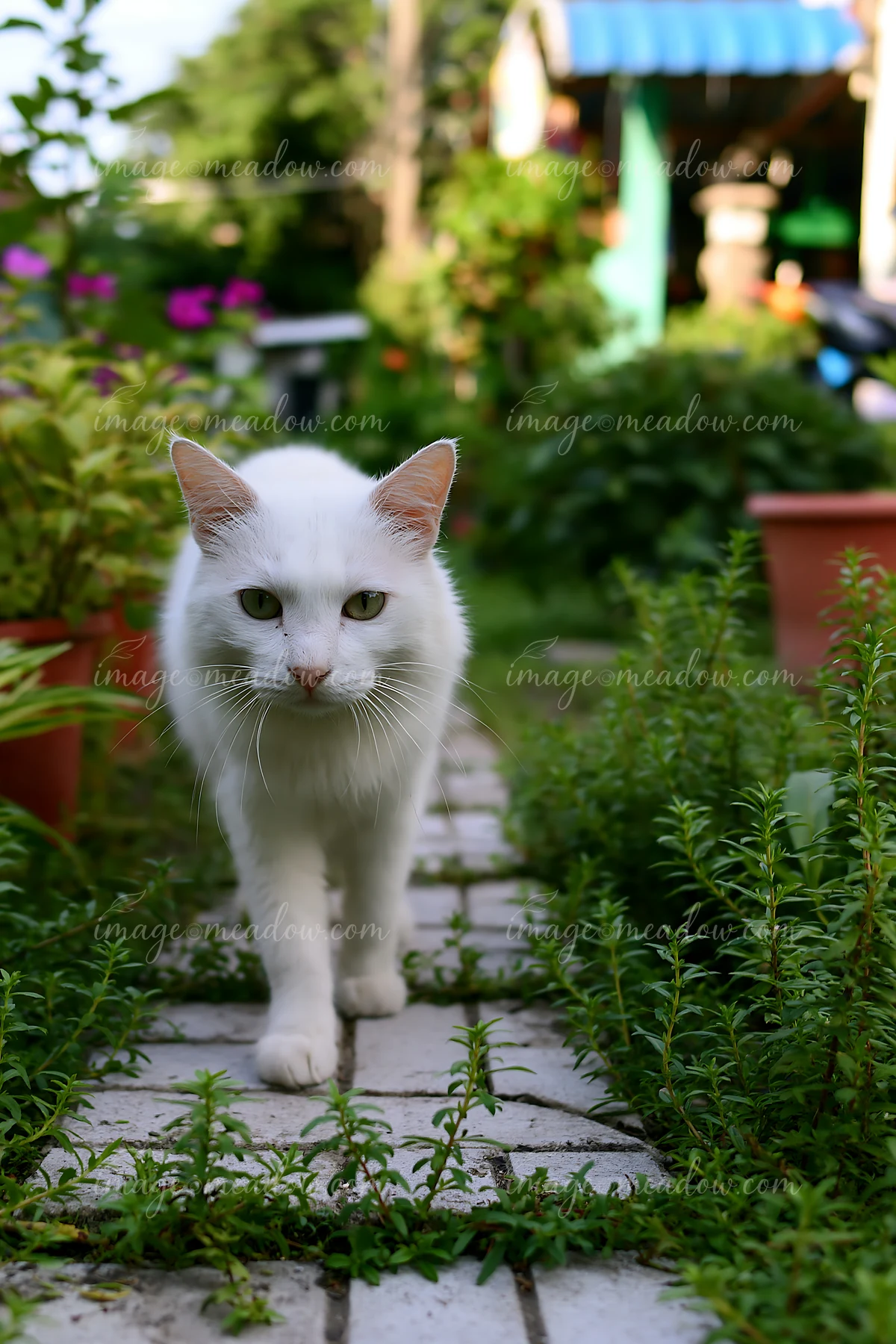 White Khao Manee cat walking toward the camera on a paved garden path surrounded by greenery.