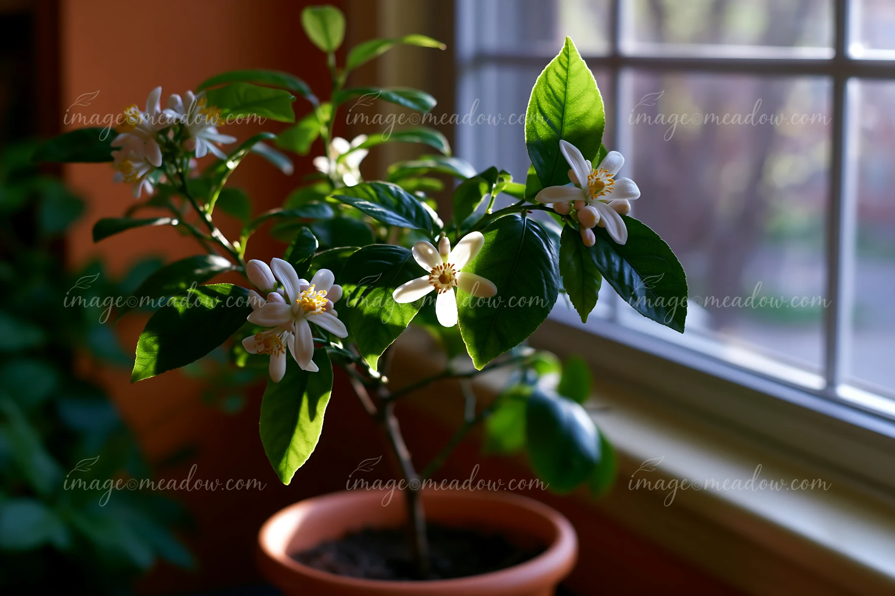 White lemon tree blossoms and glossy leaves catch sunlight beside a bright indoor window.