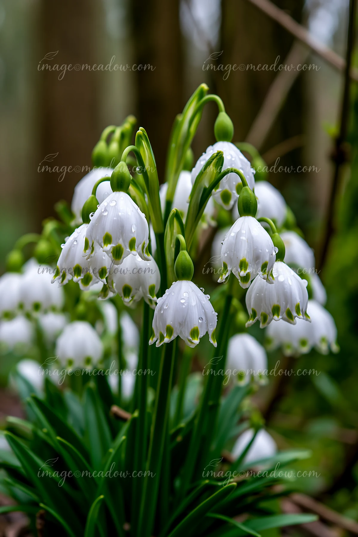 White snowdrop flowers with raindrops bloom among green leaves beneath trees in a softly blurred woodland setting.