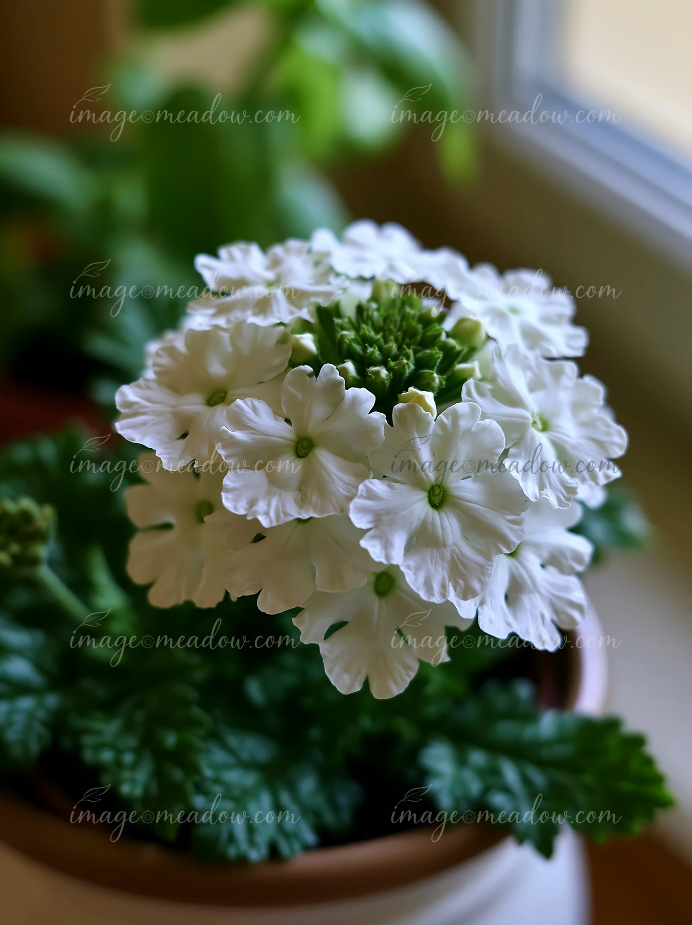 White verbena flowers bloom in a container, surrounded by green leaves.