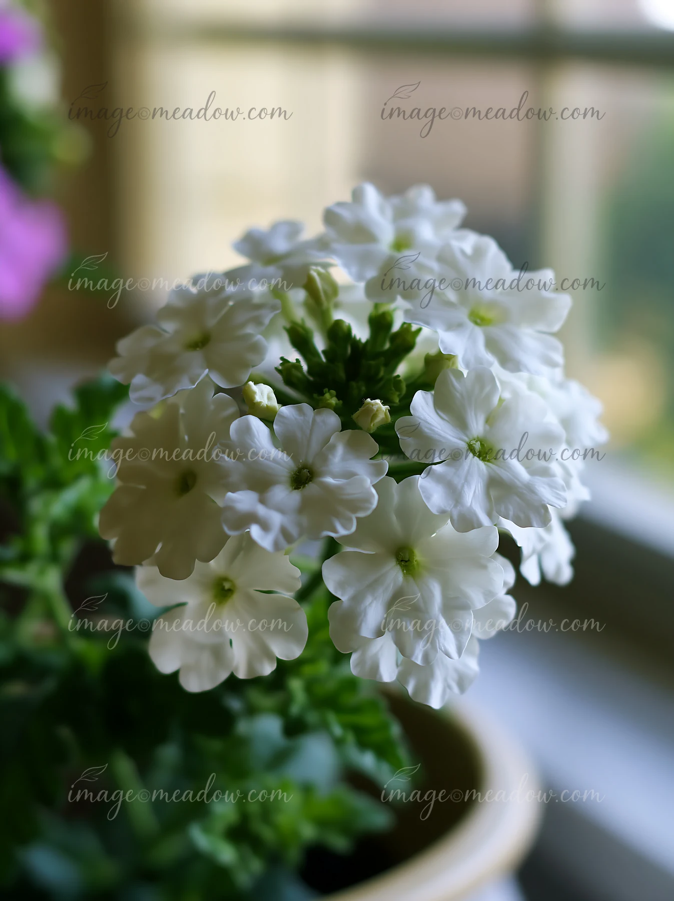 White verbena flowers in container are arranged on a windowsill, surrounded by green leaves.