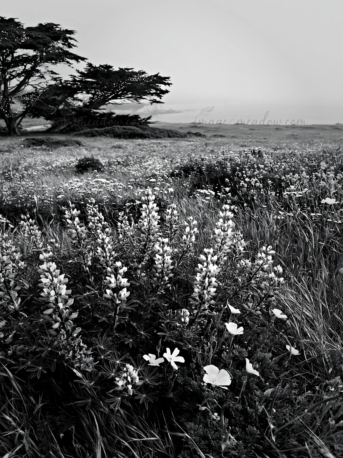 The scene shows a wide meadow filled with native flowers under the dusk sky. Fairy lights twinkle among the blooms, adding charm to the natural landscape. The l