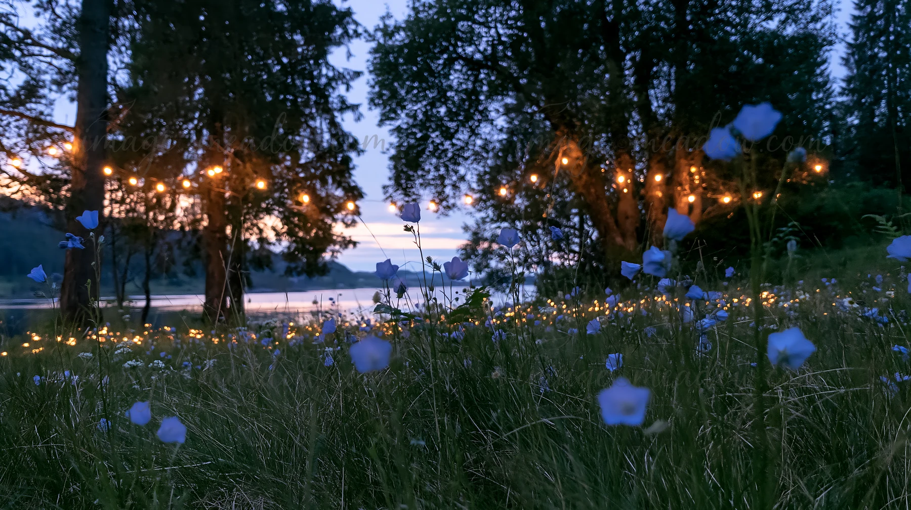 Fairy lights hang between trees in a meadow filled with native flowers. The scene is set at dusk, with a lake visible in the background. The flowers add color t