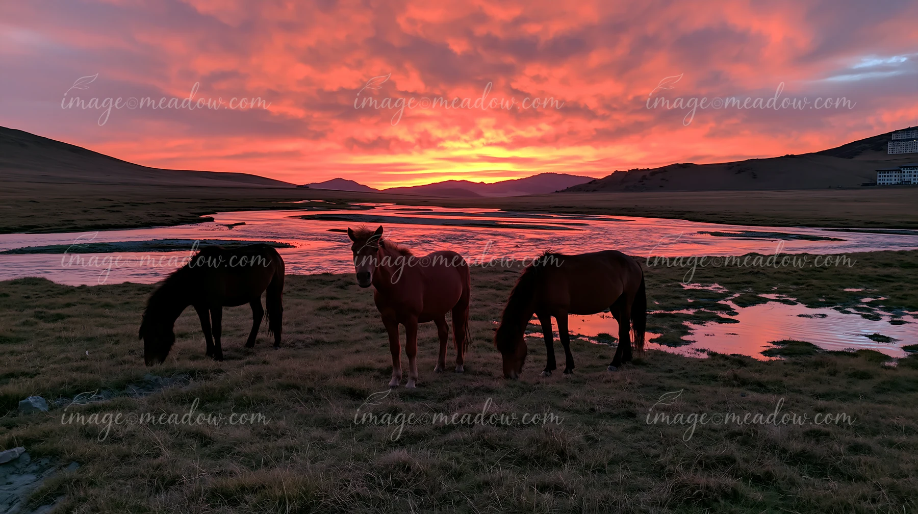 Wild horses are grazing in an open field as a vibrant sunset paints the sky with orange and pink colors.