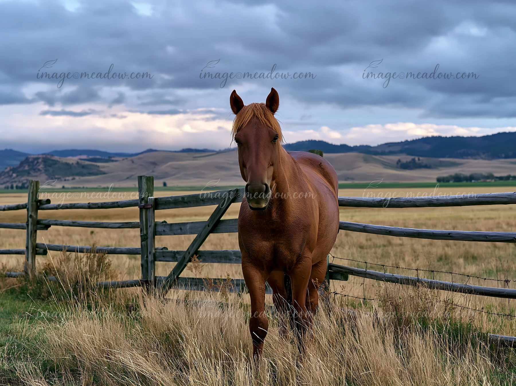 Wild horses graze in a grassy field under a cloudy sky while a wooden fence borders the scene.