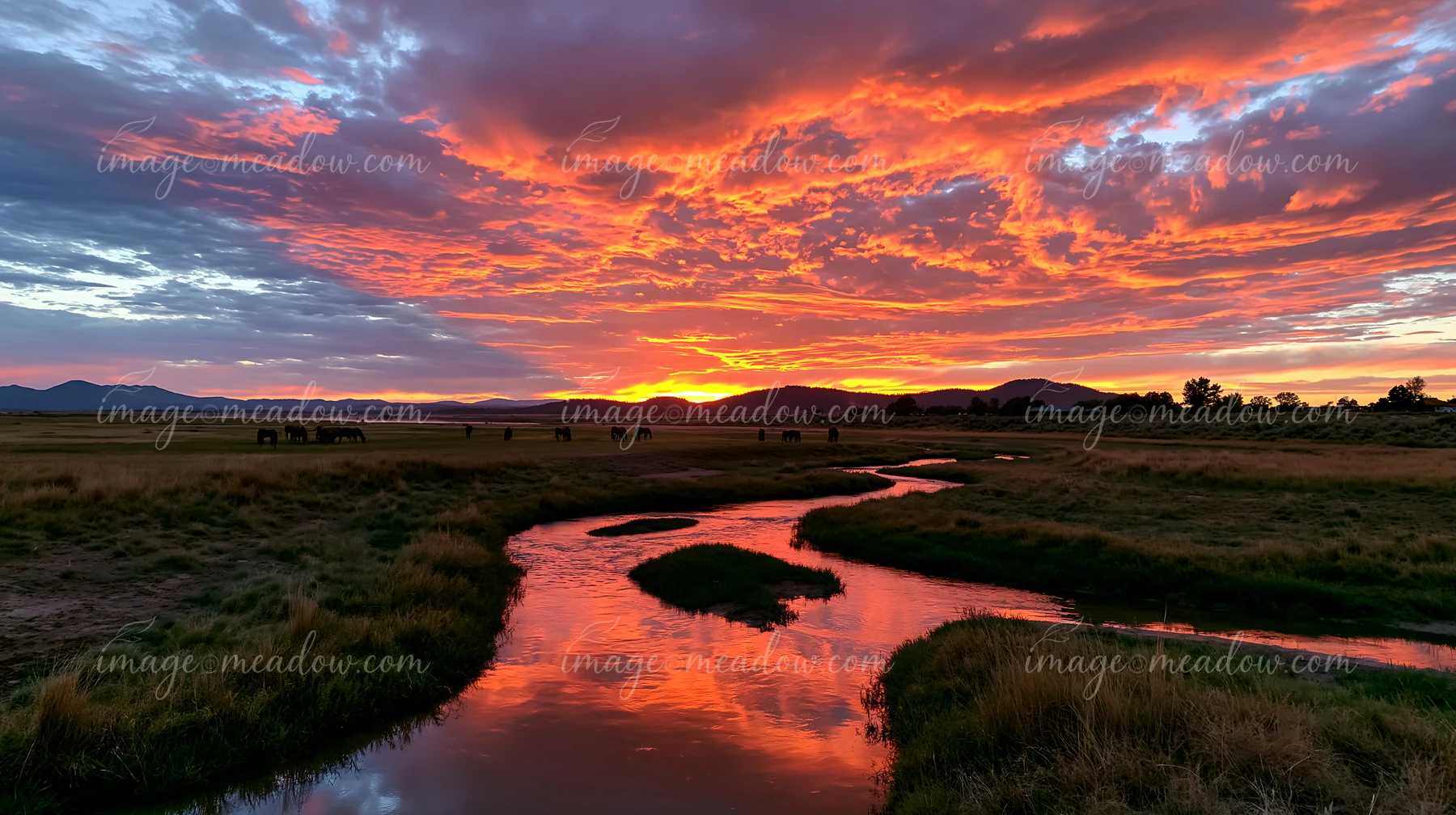 Wild horses graze in an open field as a dramatic sunset fills the sky with vibrant colors.