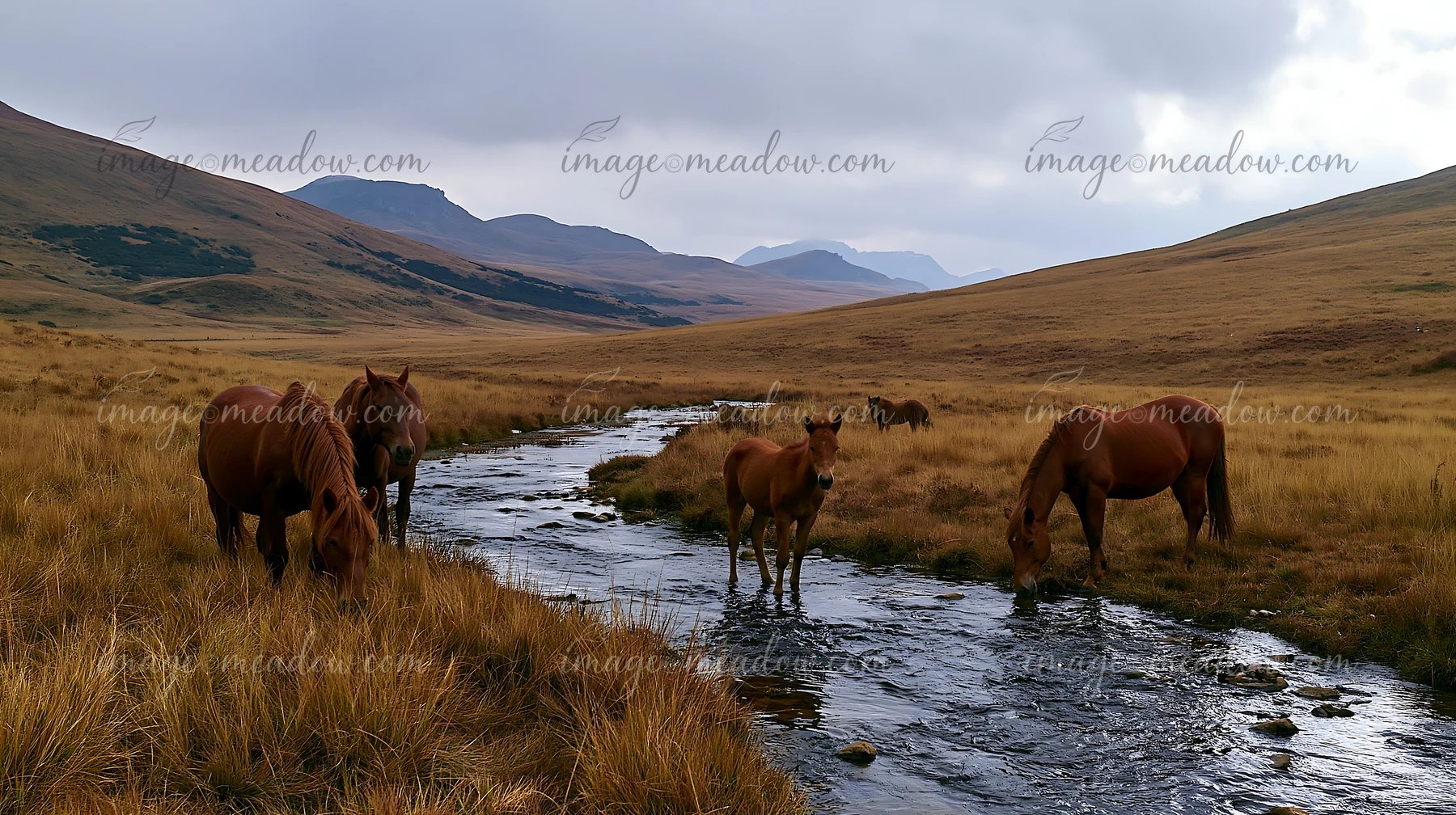 Wild horses grazing under a cloudy sky are seen near a stream in a grassy landscape.