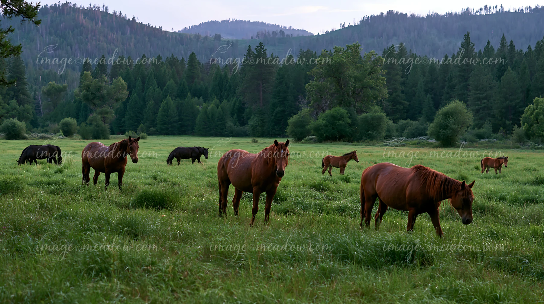 Wild horses roam freely in a lush green valley surrounded by trees and mountains.