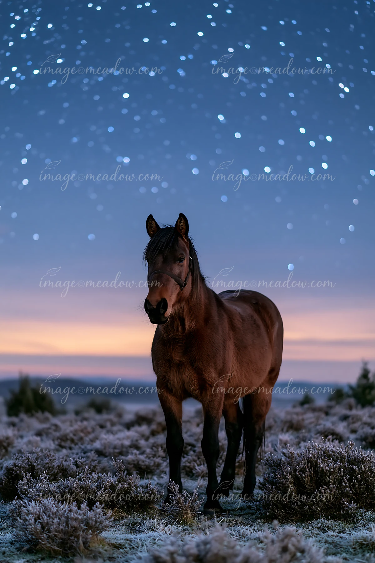 Wild horses under stars in a remote nature reserve roam freely at night.