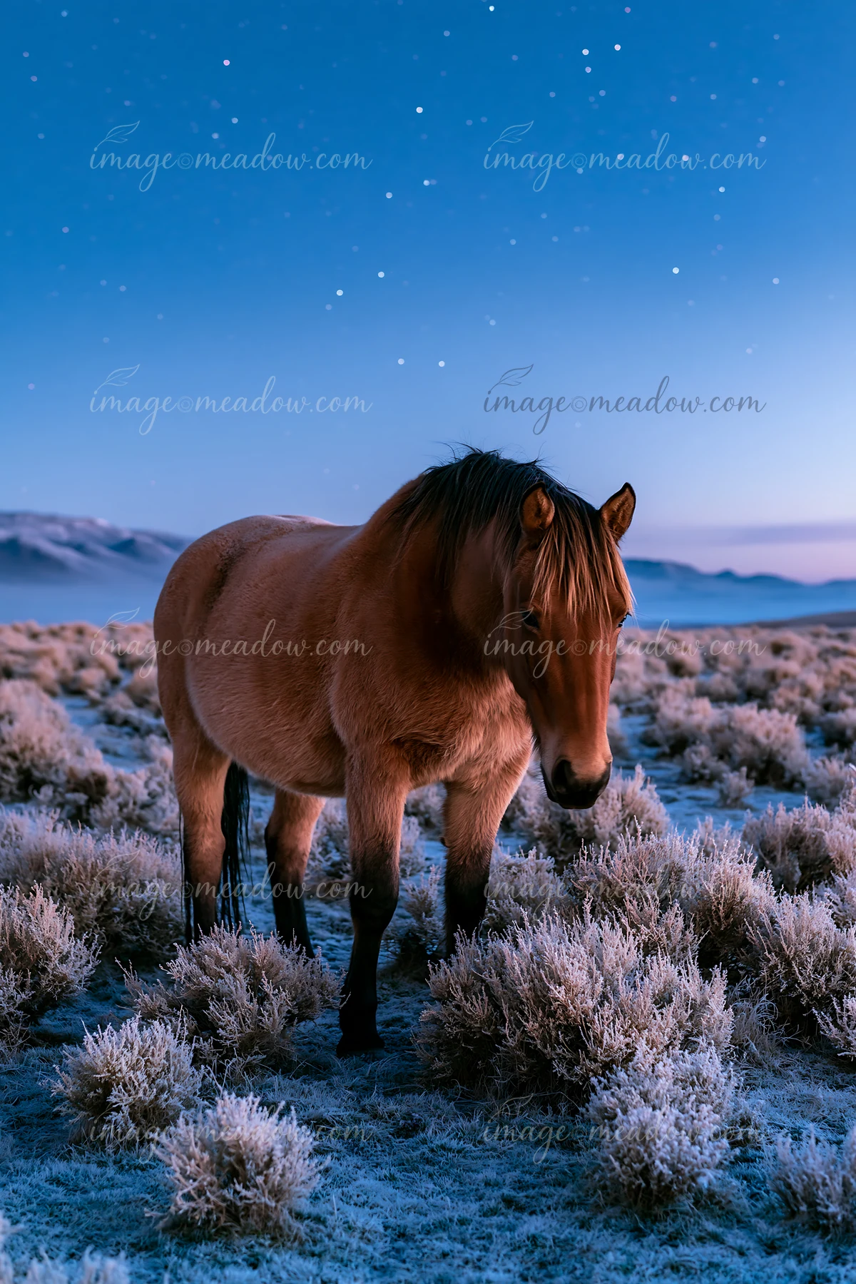 Wild horses under stars in a remote nature reserve stand on frost-covered ground at twilight.