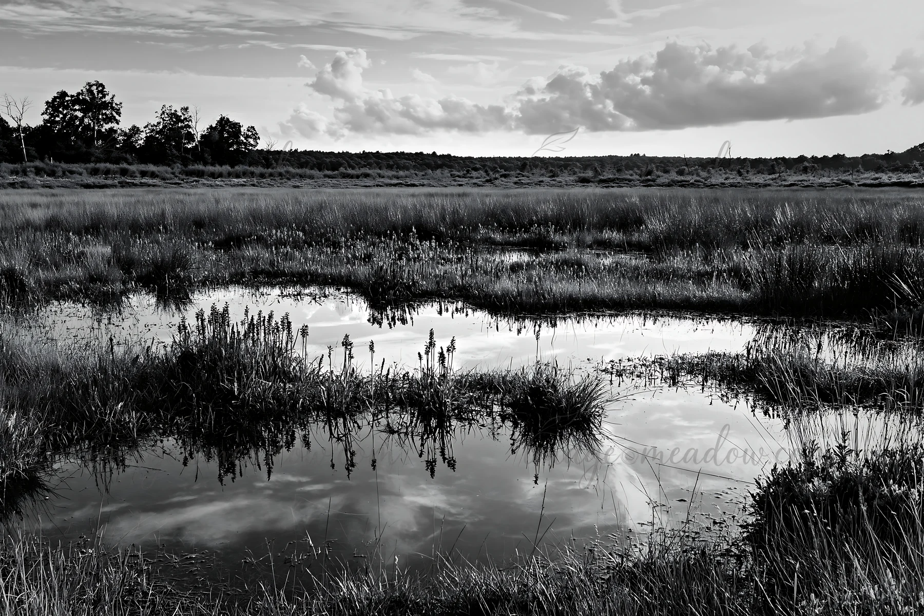 A meadow features wild orchids and small water pools reflecting clouds. The landscape shows lush green grass under a bright sky near trees. Presented as a premi