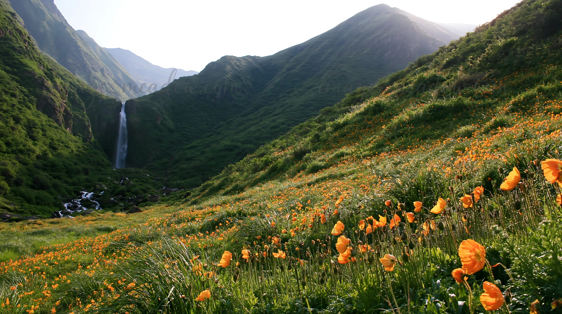 A meadow full of wildflowers stretches across the valley floor at the base of a waterfall. Mountains rise on either side, and a stream flows through the landsca