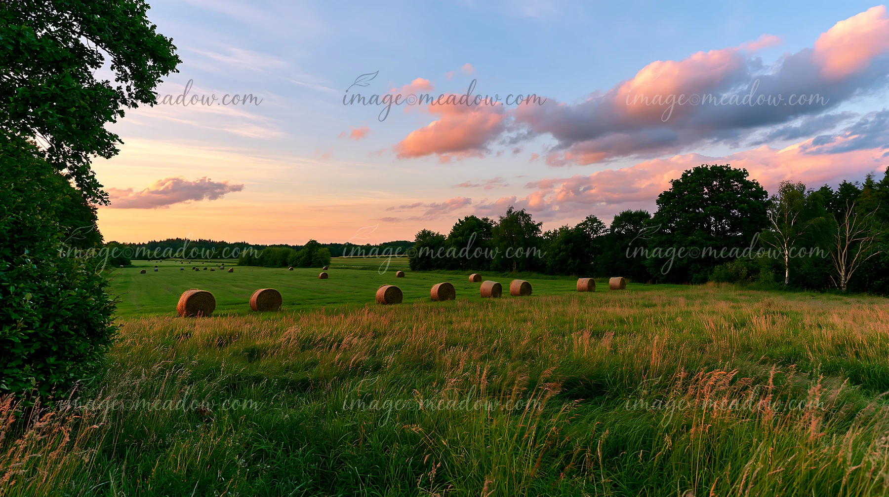Wind blowing through meadow grass creates movement among the tall blades.