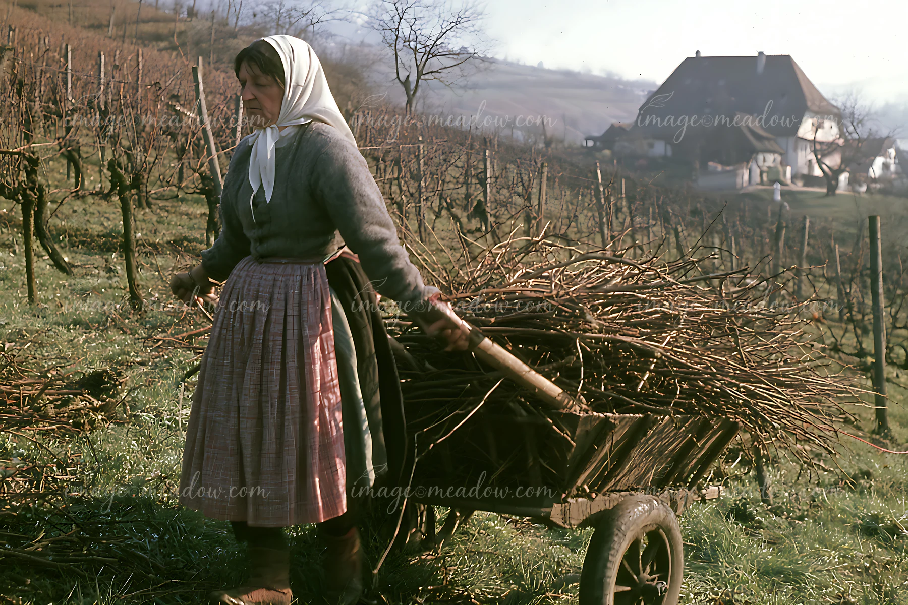 Woman in folk costume prunes grapevines beside a rustic house in a sunlit vineyard.