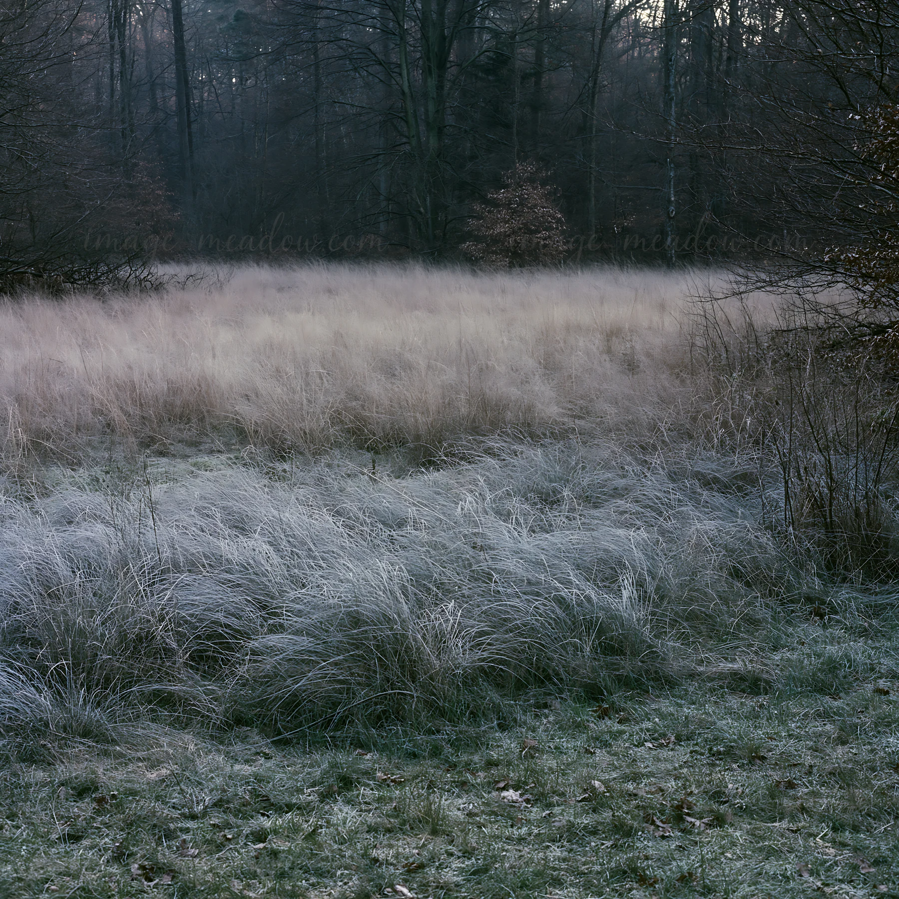 A wooded valley meadow features tall, frosty grasses under a cloudy sky. Dense trees surround the area, creating a natural setting during colder weather.