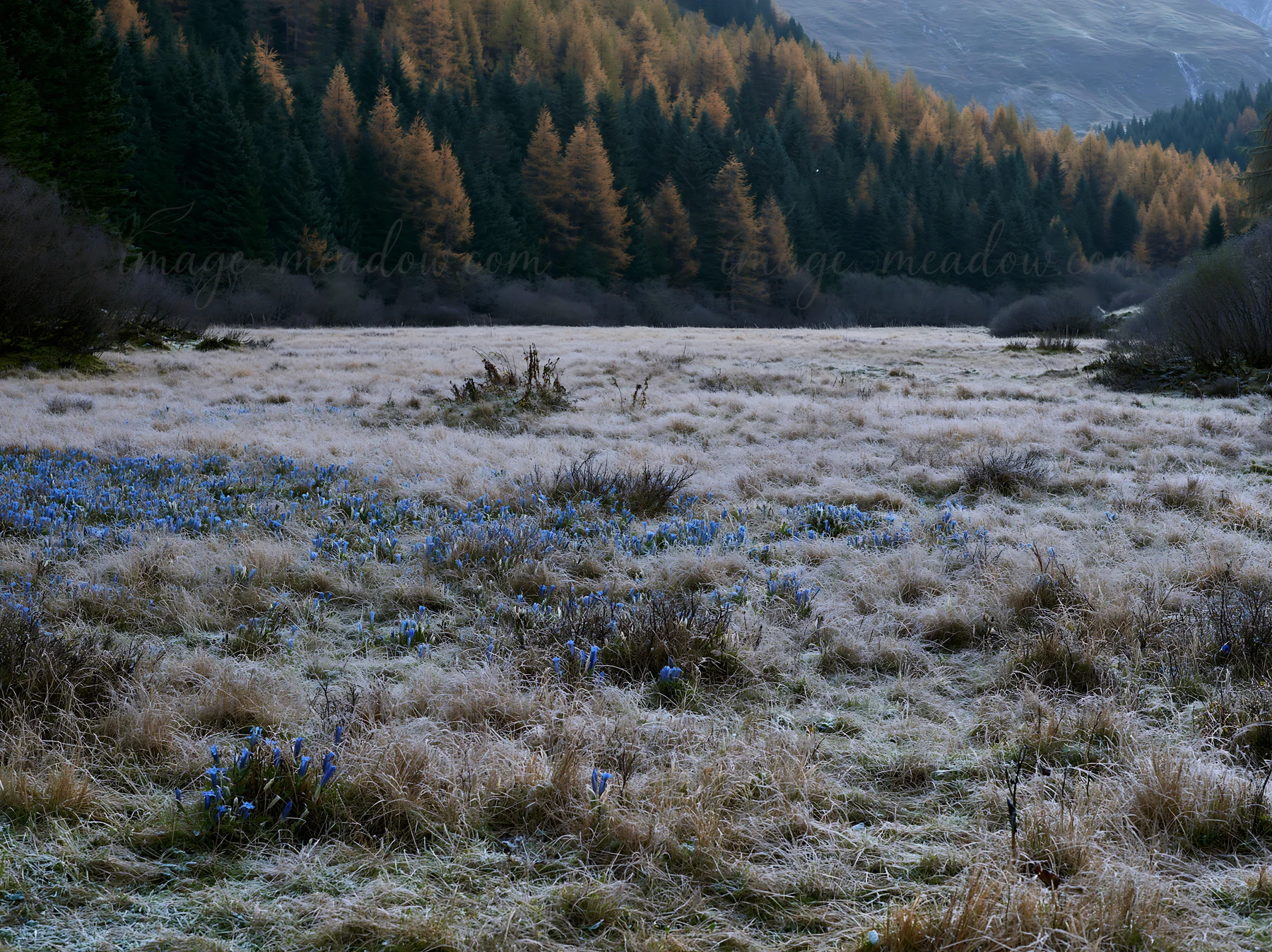 Frost covers the ground in a wooded valley meadow. Wildflowers bloom among the grass, surrounded by trees and mountains under a clear sky. The scene captures ea