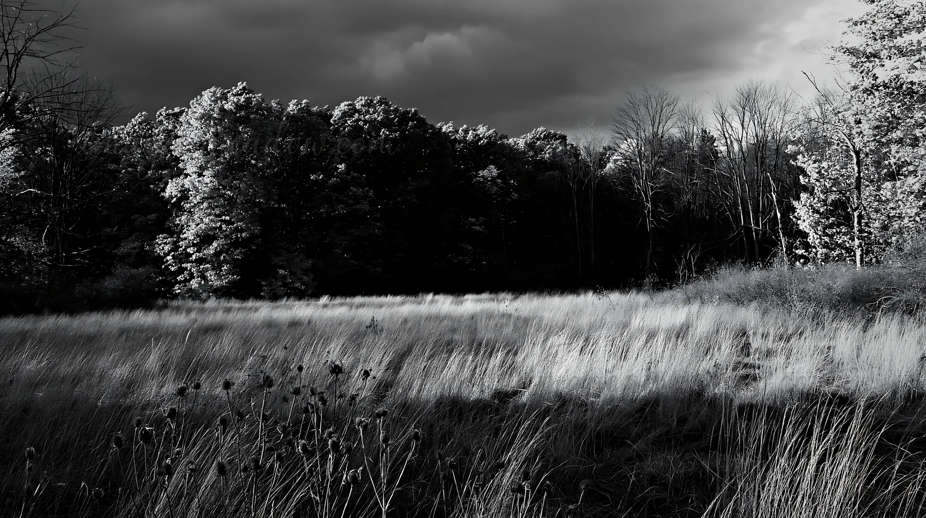 A wooded valley meadow shows tall grass and trees under a cloudy sky. The scene captures the natural landscape with a mix of light and shadow. The meadow is emp