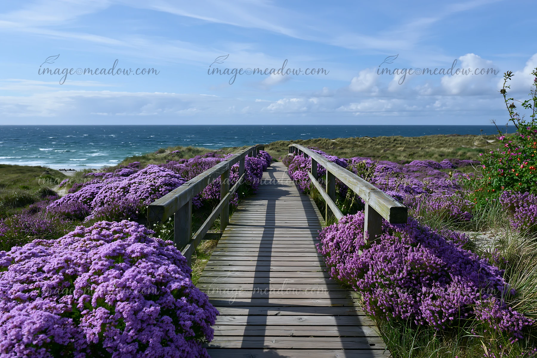 Wooden boardwalk through purple sea lavender leading toward a blue ocean coastline under a partly cloudy sky.