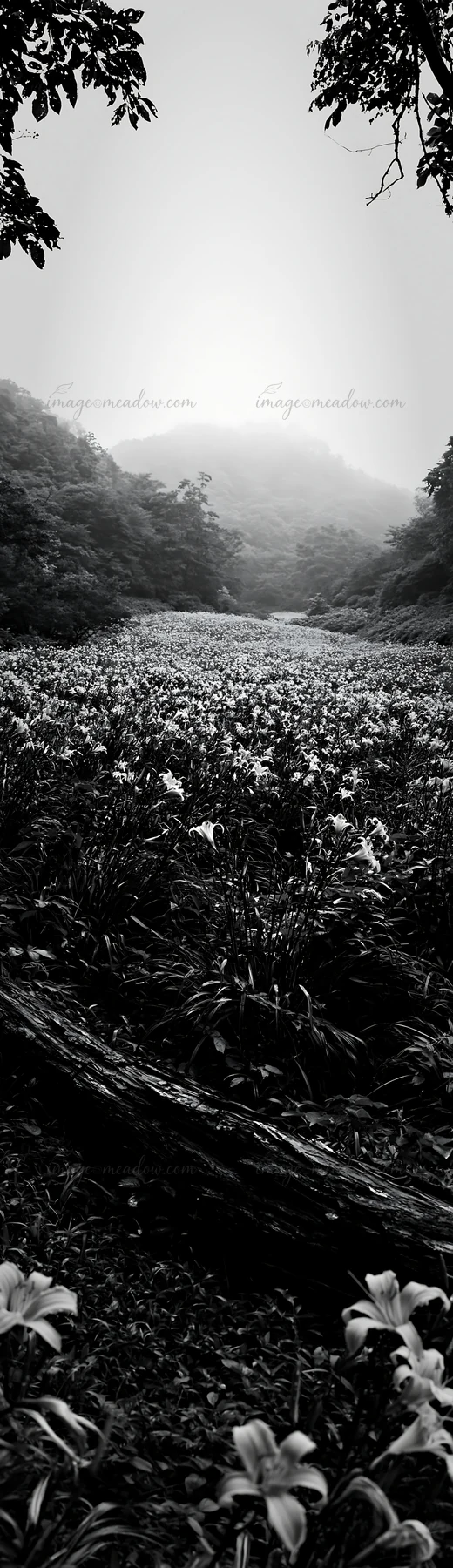 A fallen branch rests in the foreground of a meadow in Yamagata. Wildflowers fill the field under a foggy sky, with misty mountains visible in the background. B
