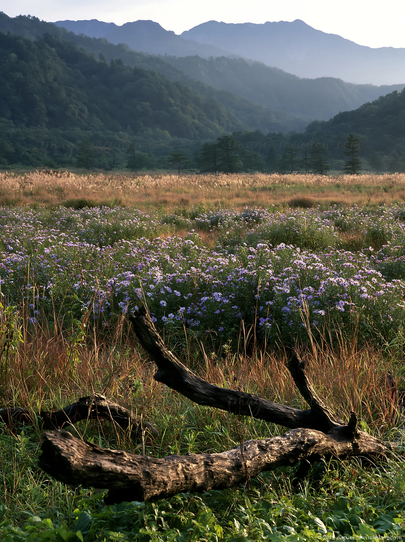 A fallen branch lies in the foreground of a rewilded meadow in Yamagata, with wildflowers and distant mountains under soft lighting and a clear sky at dusk.