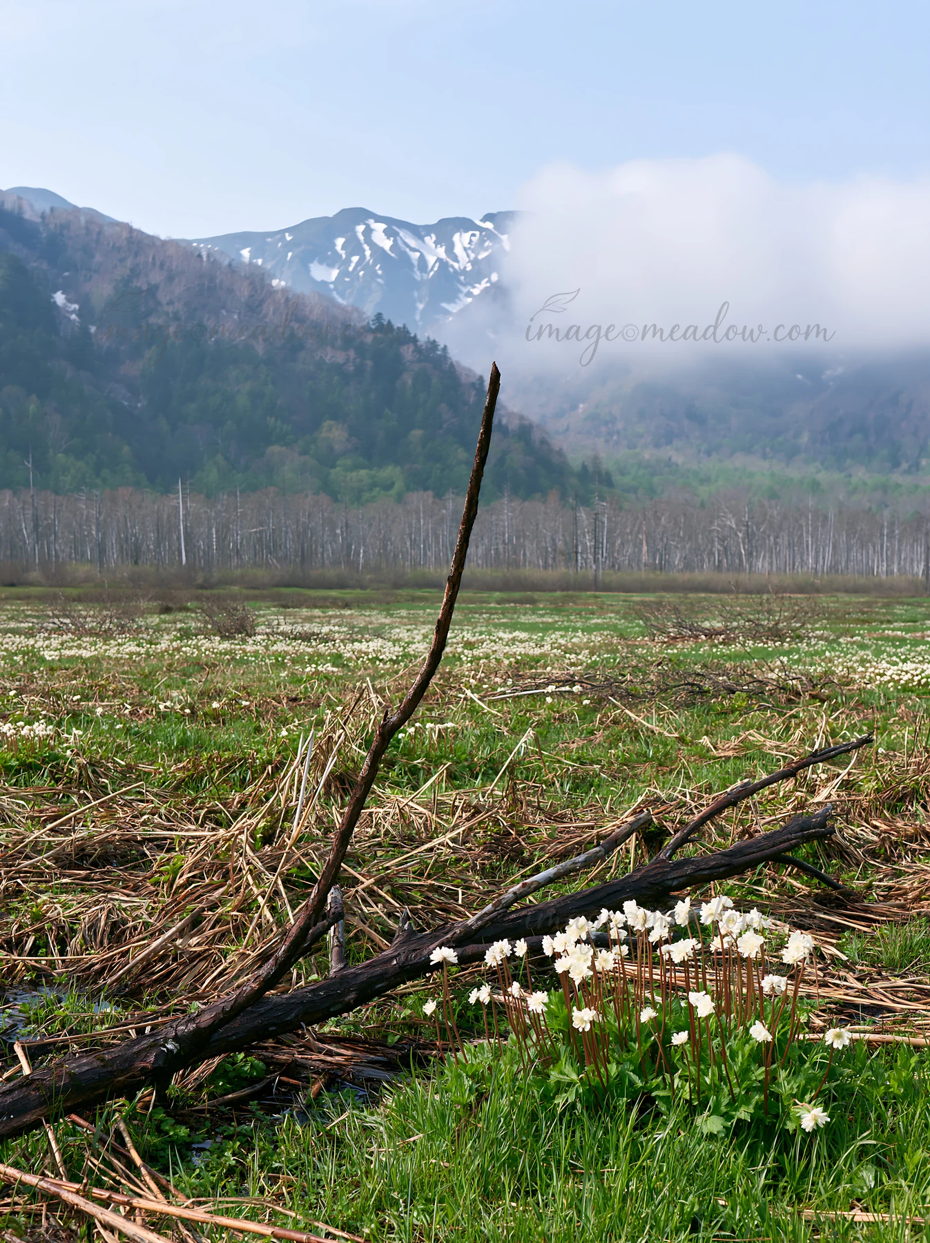 In a Yamagata meadow during spring, a fallen branch lies in the foreground, surrounded by blooming flowers and distant mountains. Light clouds hover over the hi