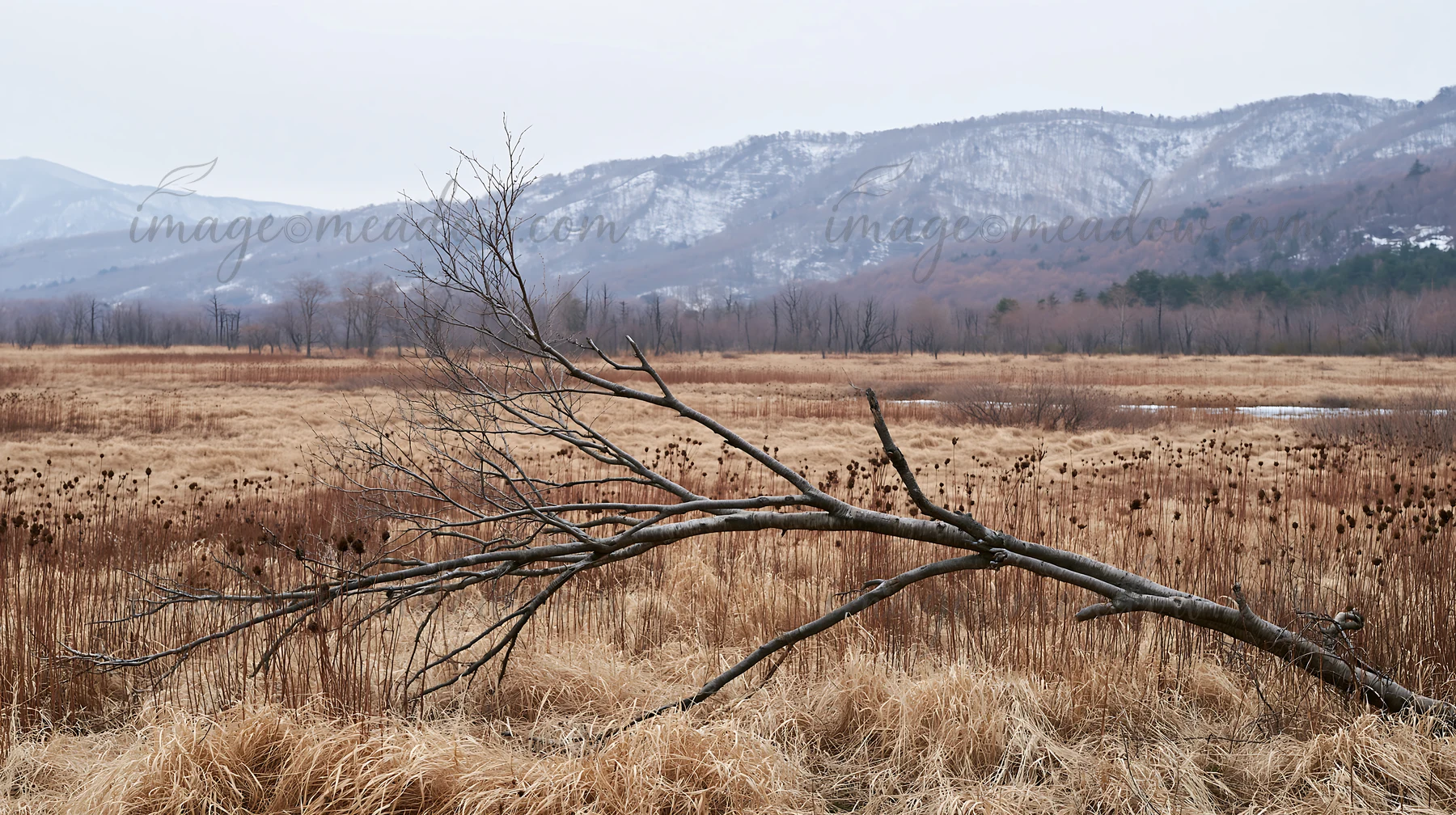 A barren branch lies in the foreground of a meadow in Yamagata, with distant mountains and dried grasses blending into the winter landscape.