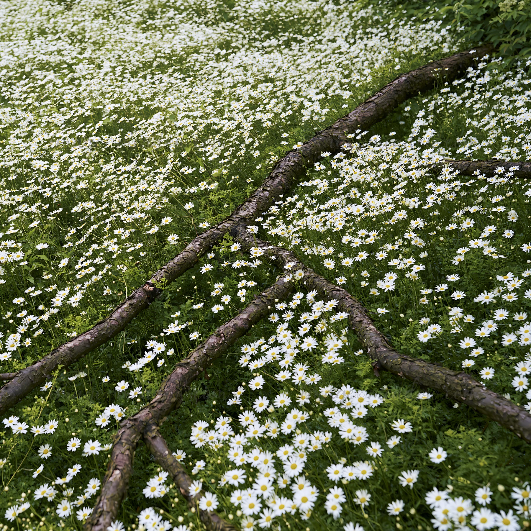A scene in a Yamagata meadow showcases a fallen branch lying amidst a field of white flowers, creating a natural landscape filled with greenery.
