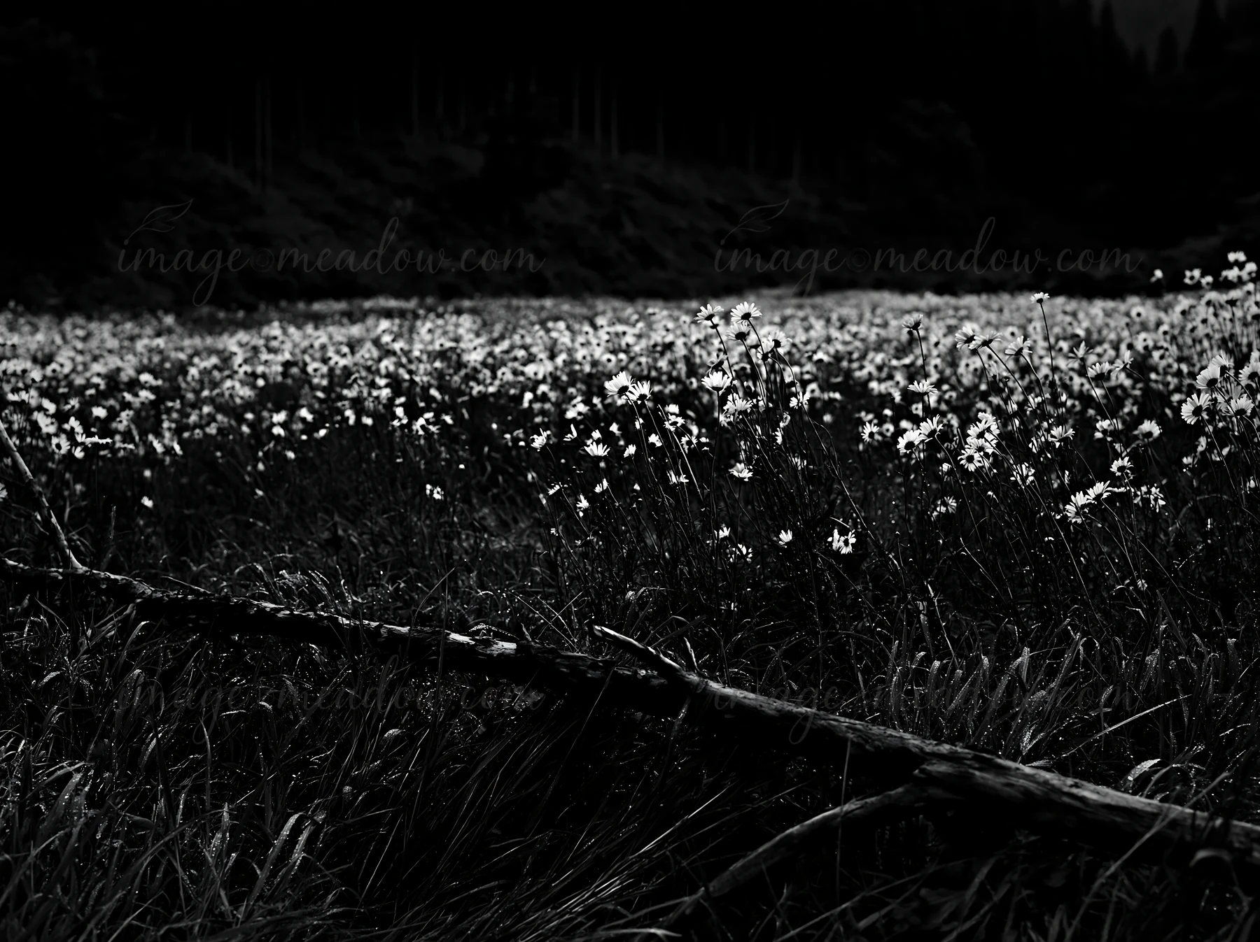 A fallen branch rests in the foreground of a Yamagata meadow, surrounded by a field of wildflowers and tall grass under dim light. The background features trees