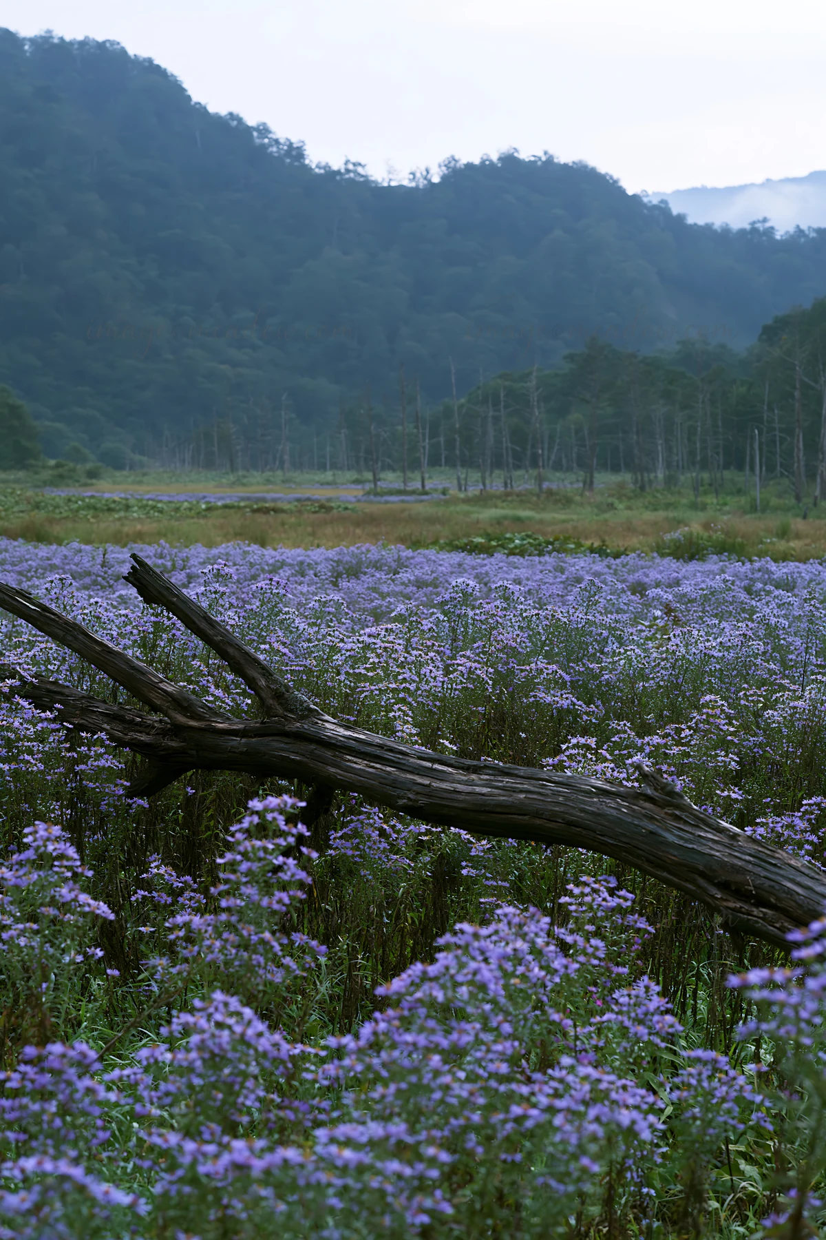 A fallen branch lies among blooming purple flowers in a meadow in Yamagata. The background shows trees and mountains under a cloudy sky, capturing a moment in n