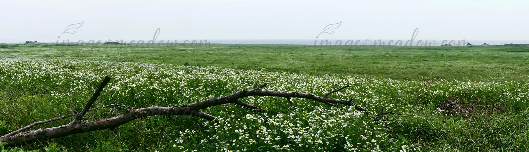 A fallen branch rests in a rewilded meadow in Yamagata. The landscape features lush grass and wildflowers, with a gray sky above. The area showcases natural gro