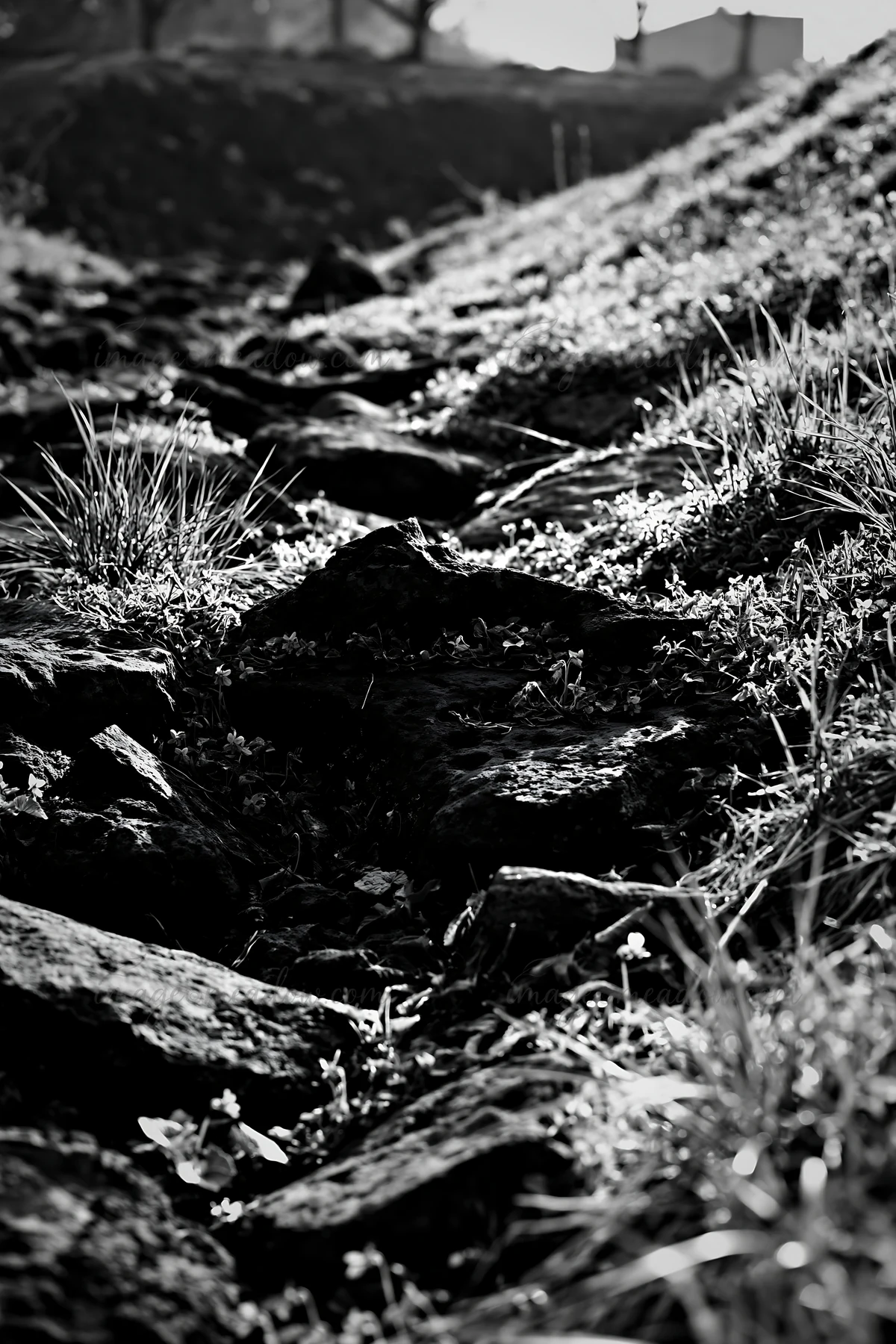 A pathway in a Yamanashi meadow featuring basalt stones interspersed with dense grass. The image captures the natural texture of the ground during the day.
