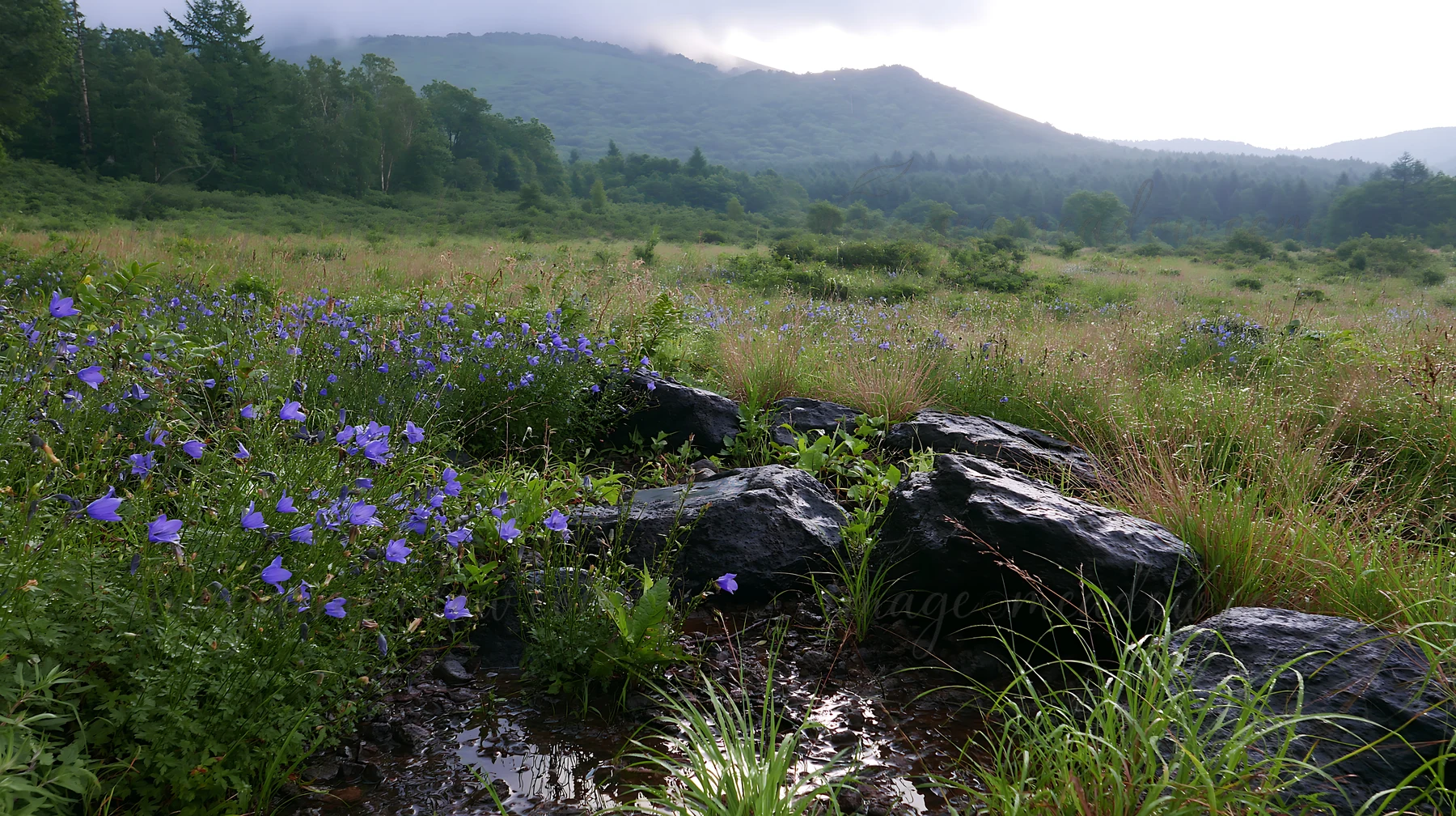 The scene shows a meadow in Yamanashi with green grass, blue flowers, and rocks. The sun creates soft lighting, highlighting the diverse plant life and distant