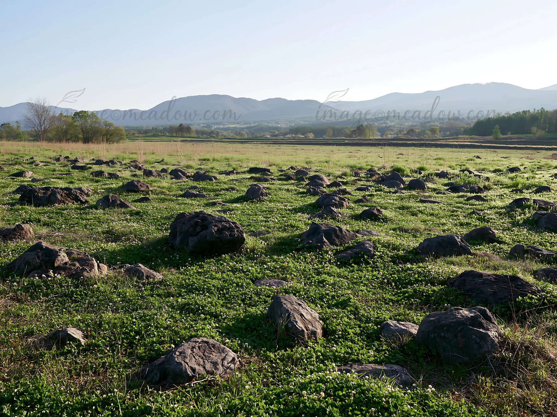 A meadow in Yamanashi features numerous basalt stones scattered across green grass, with mountains in the background. The scene captures the natural landscape d