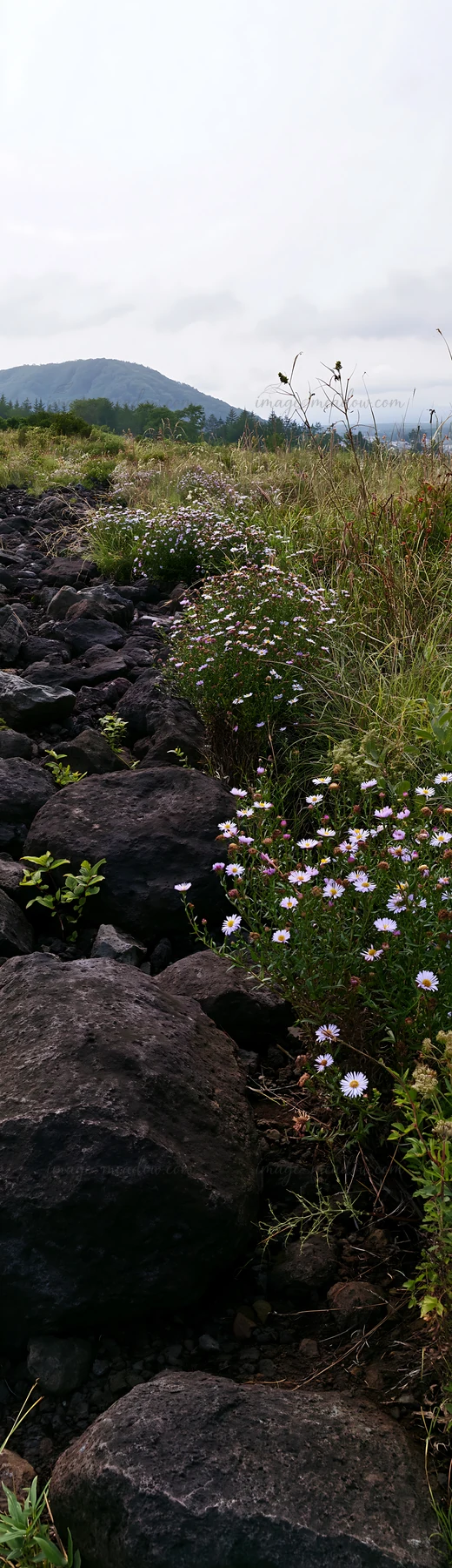 A meadow in Yamanashi with basalt stones, some wildflowers, and mountain views in the background. The landscape appears natural and untouched.