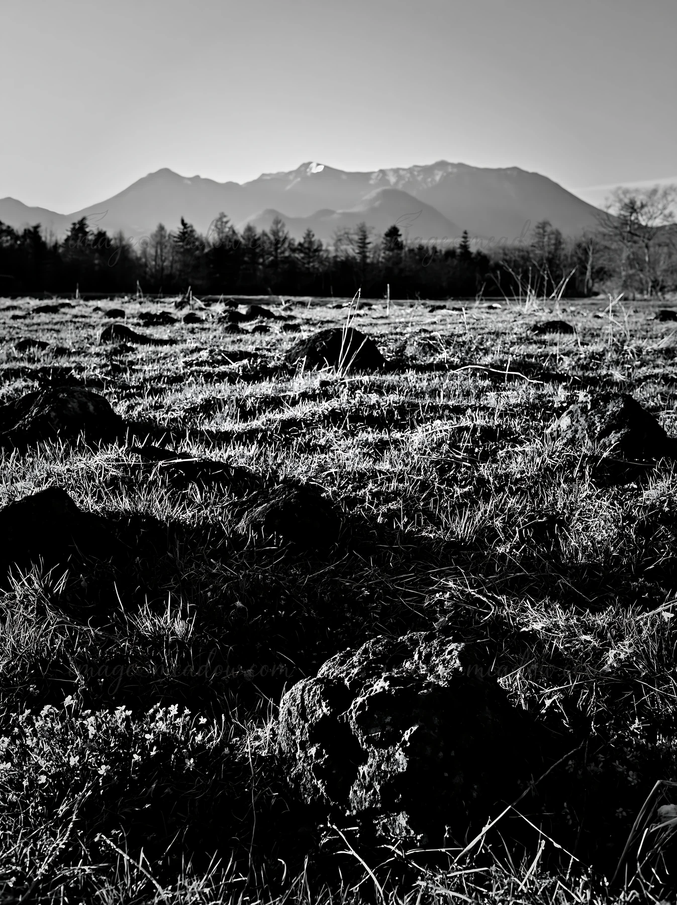 The scene shows a meadow in Yamanashi, featuring basalt stones scattered among green grass and small purple flowers. Snow-capped mountains form a backdrop again