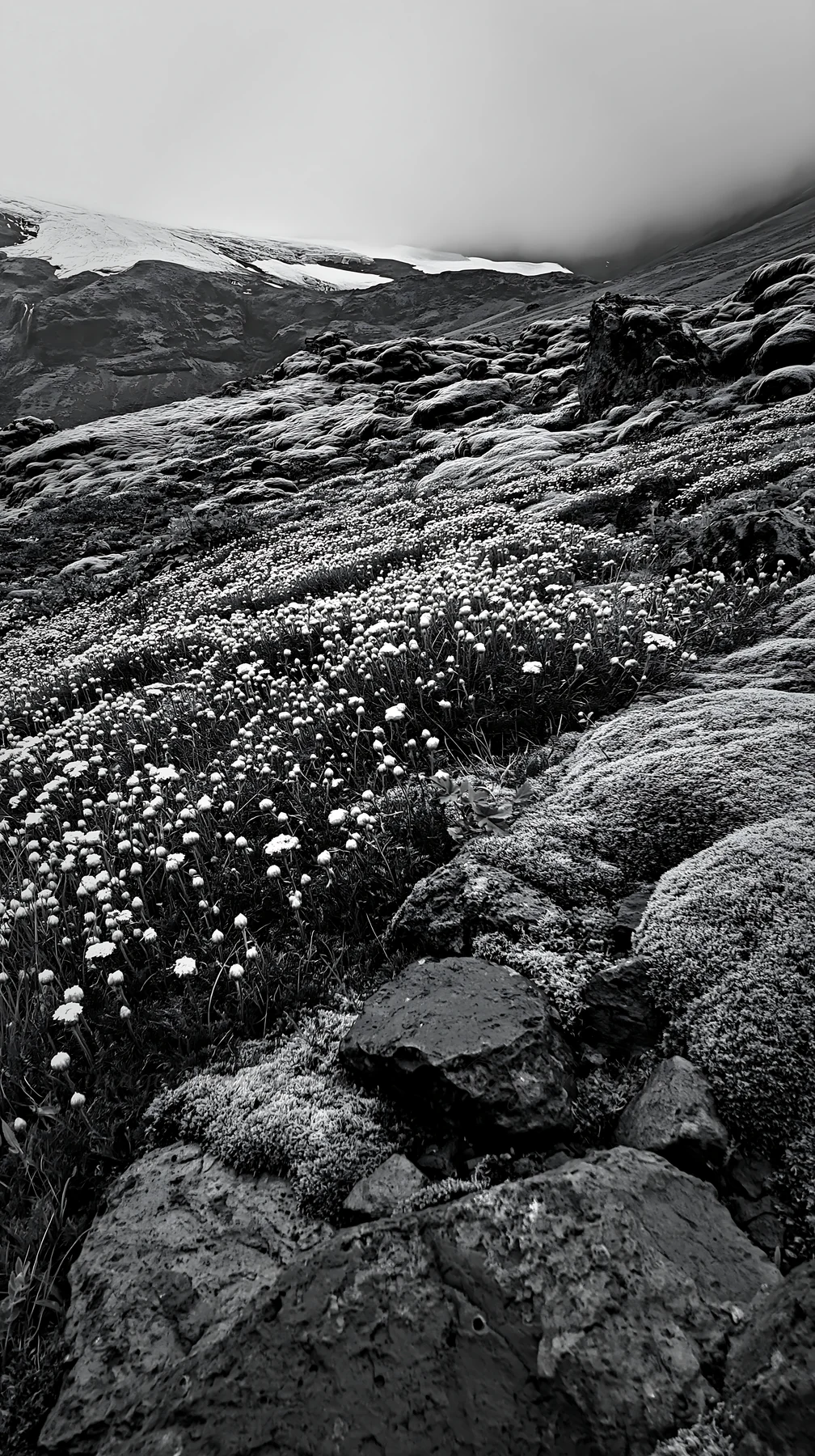 A field of yarrow flowers grows among rocks and moss in a meadow. A glacier is visible in the background under cloudy skies. The scene captures natural beauty i