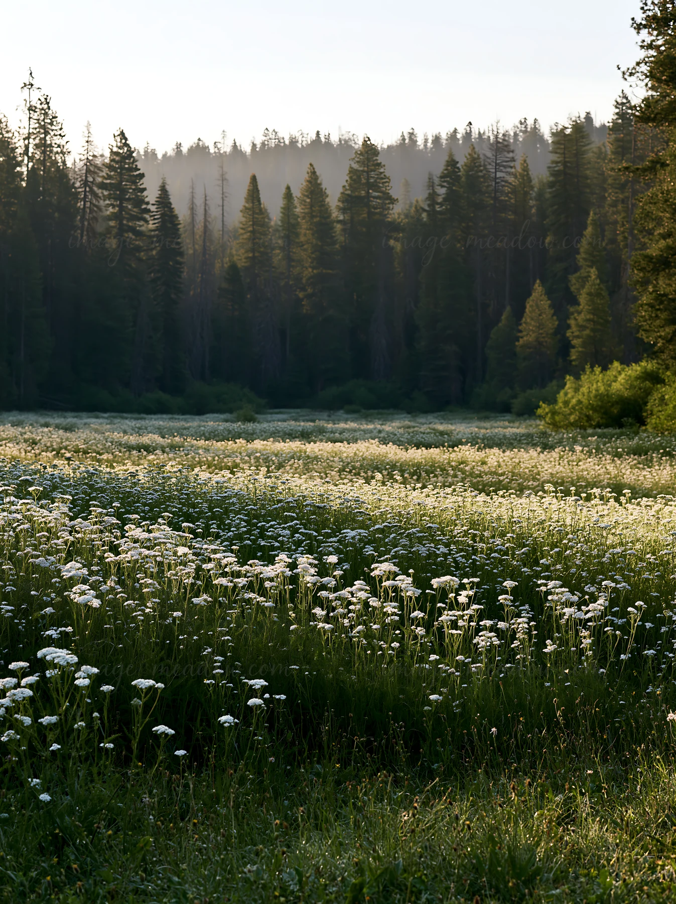 Yarrow flowers bloom in a meadow surrounded by tall trees. The scene captures a sunny day with clear skies and green foliage. Sunlight shines on the white flowe