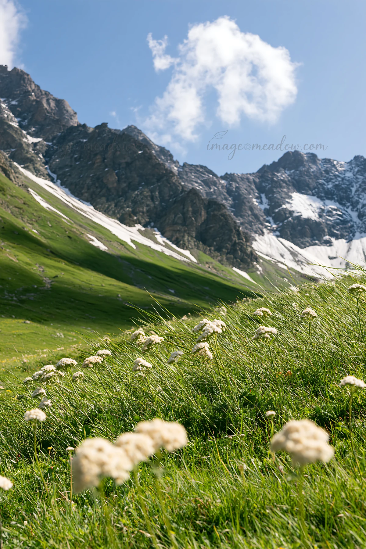 Small white yarrow flowers grow in a green meadow near snow-covered mountains. The bright blue sky adds to the scene on a sunny day, highlighting the natural la