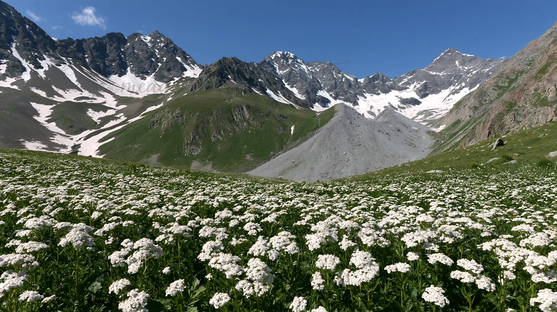 A field of yarrow blooms covers the valley floor, while snowy mountains rise in the background under a bright blue sky. This scene captures the vibrant growth o